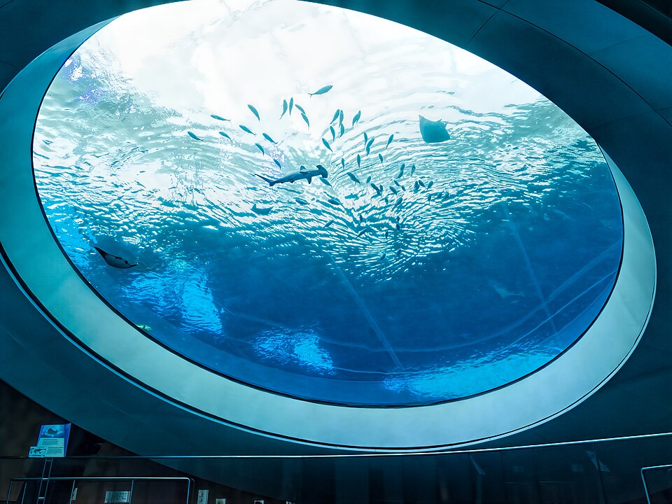 Aquarium oculus at Frost Science, photographed in 2017